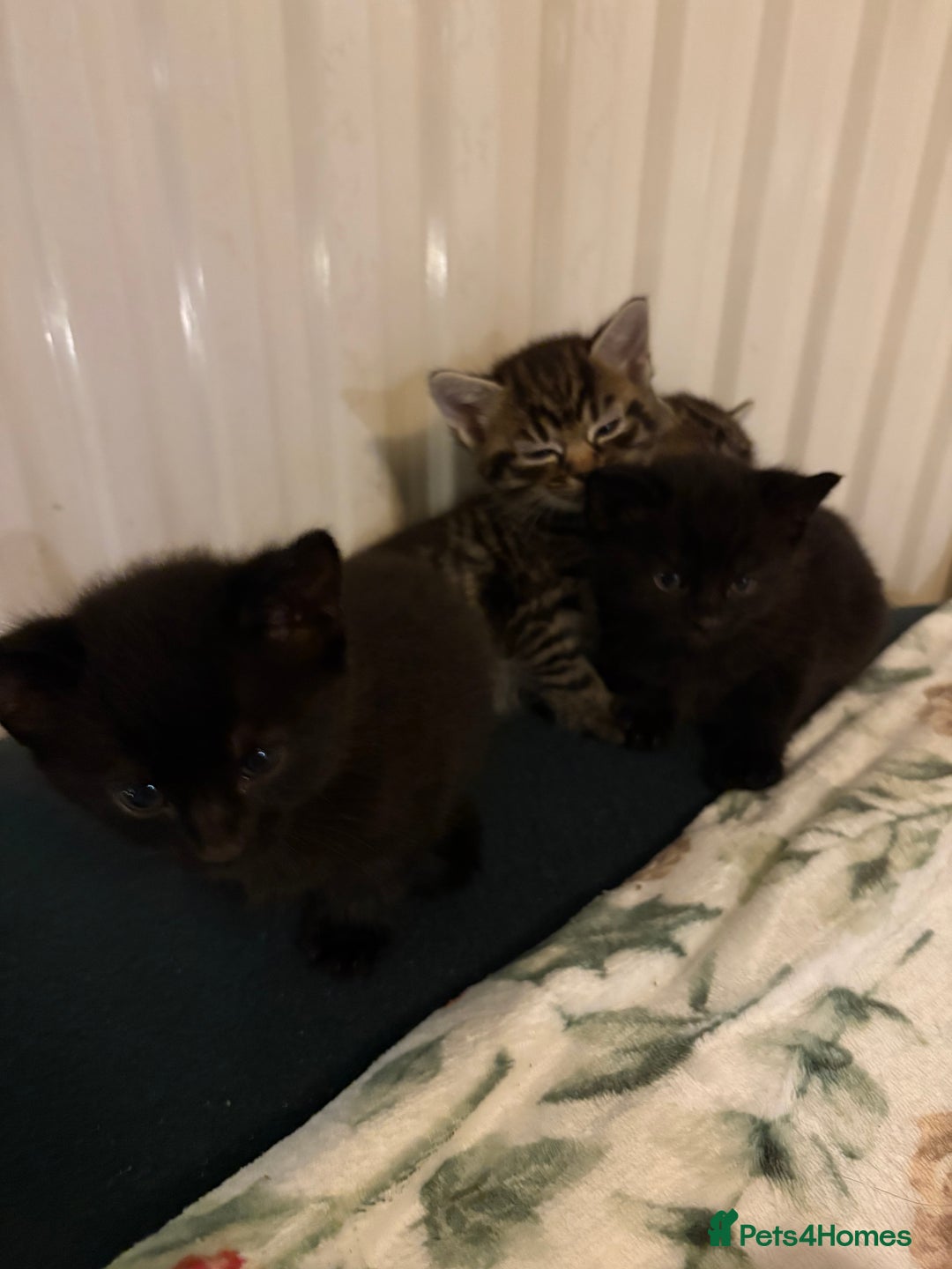 British Shorthair cats for sale: 4 lovely little kittens  - Advert 8