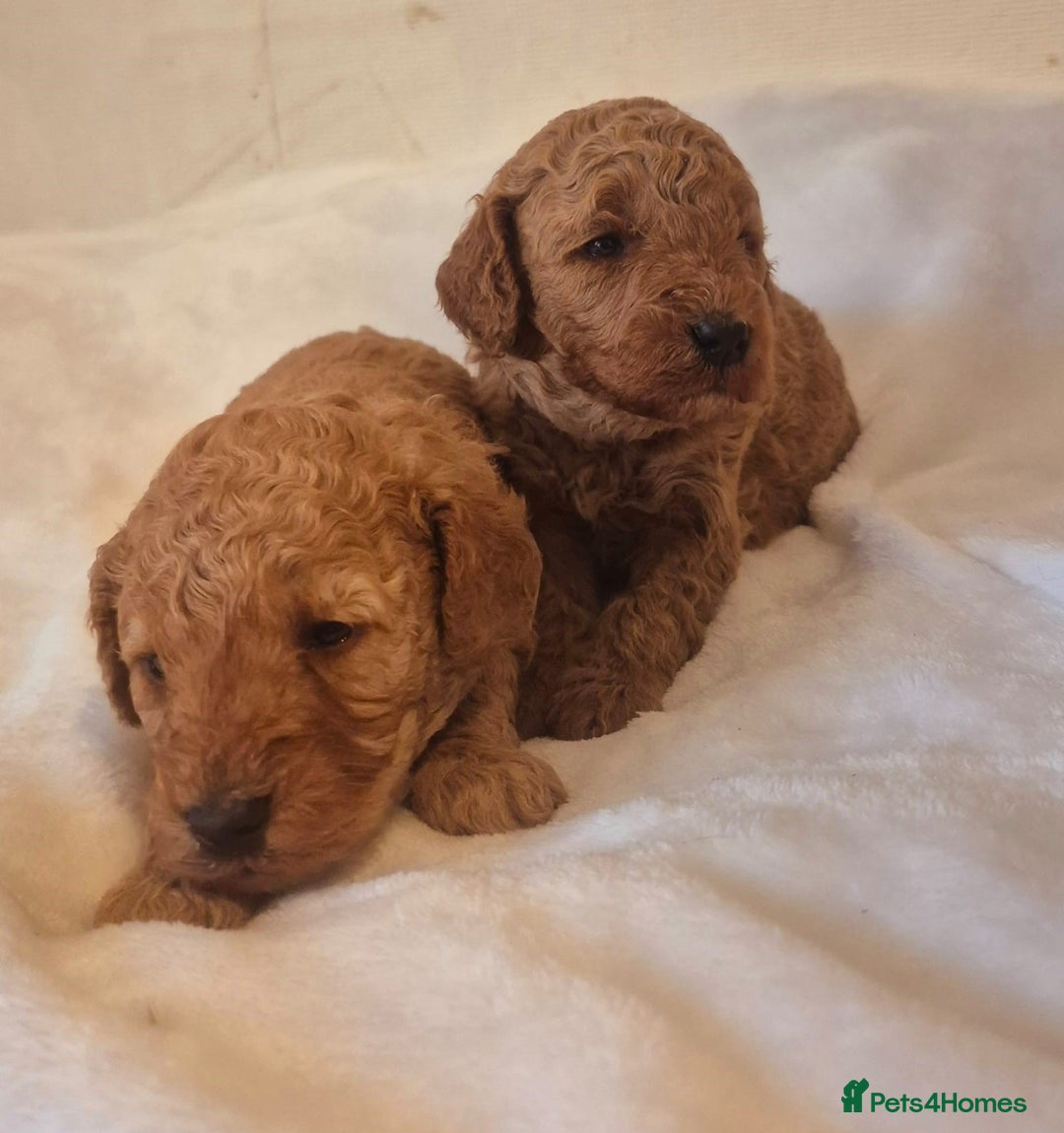 Miniature Poodle dogs for sale: Stunning Health Tested Red Miniature Poodles - Advert 4