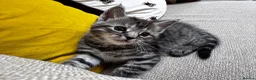 Maine Coon cats for sale: 5 Maine Coon kittens looking for their homes 🐾 - Advert 8