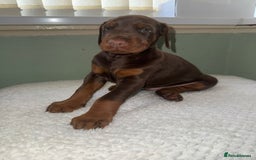 Dobermann dogs for sale: European Bred Dobermans Health-Tested Brown/Tan!! - Image 1