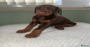 Dobermann dogs - Advert 4