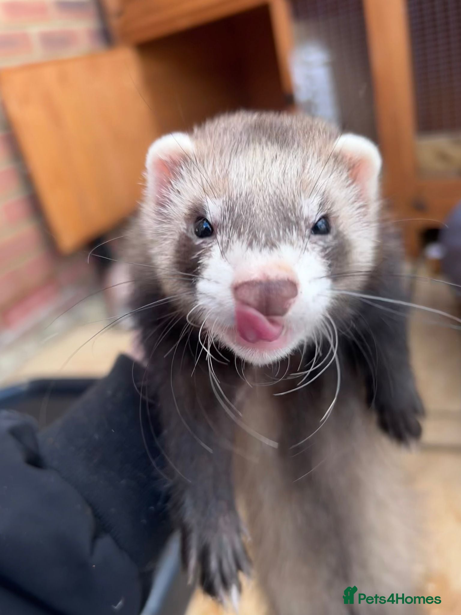 Mixed Breed livestock Ferrets  - Advert 9
