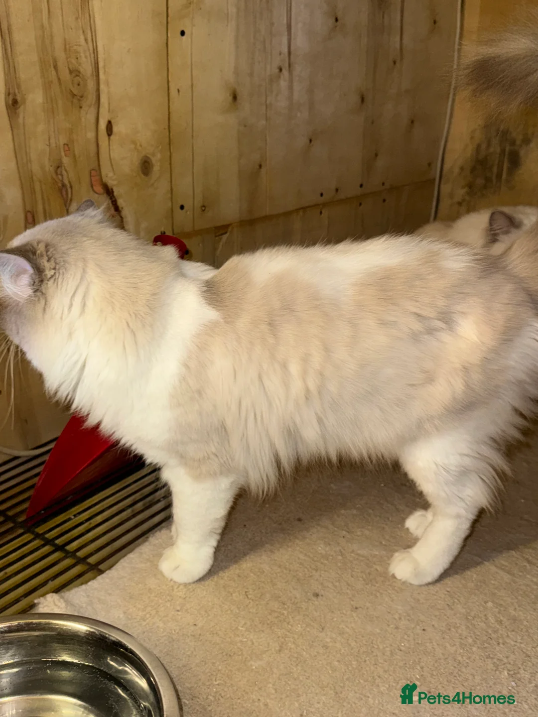 Ragdoll cats for stud: GCCF & TICA BLUE BICOLOUR RAGDOLL STUD  in Gravesend - Advert 10
