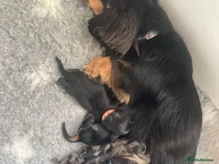 Miniature Dachshund dogs Miniature Dachshund Puppies - Advert 3