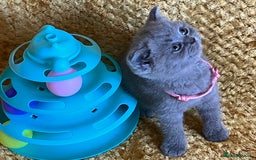 British Shorthair cats for sale: GCCF registered ChampionBloodline 5GENpedigree BSH - Image 3