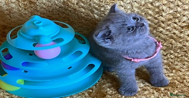 British Shorthair cats - Advert 10