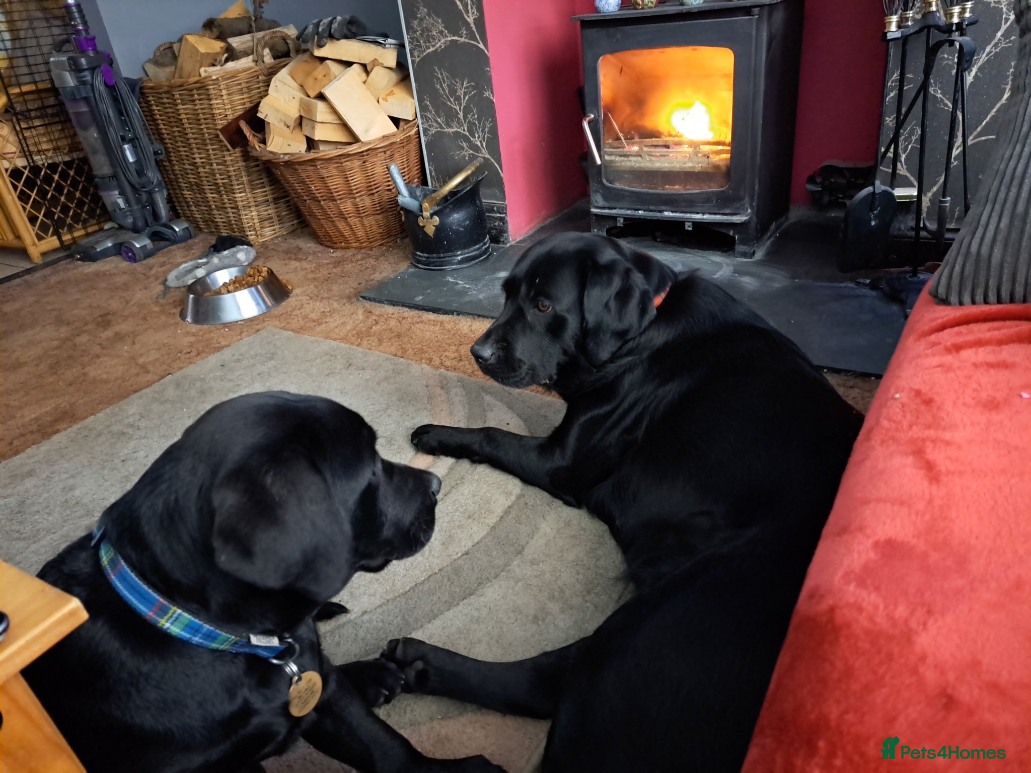 Labrador Retriever dogs Two females labrador retriever - Advert 2