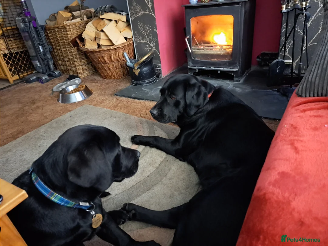 Labrador Retriever dogs for sale: Two females labrador retriever - Advert 1
