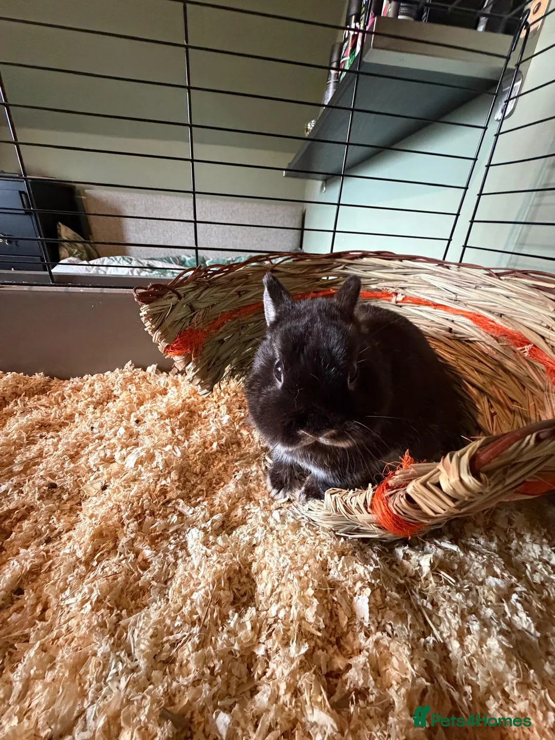 Netherland Dwarf rabbits for sale: Male Netherland Dwarf Rabbit in Bedale - Advert 1