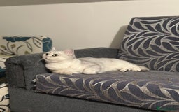 British Shorthair cats for sale: British short hair - silver shaded female - Image 3