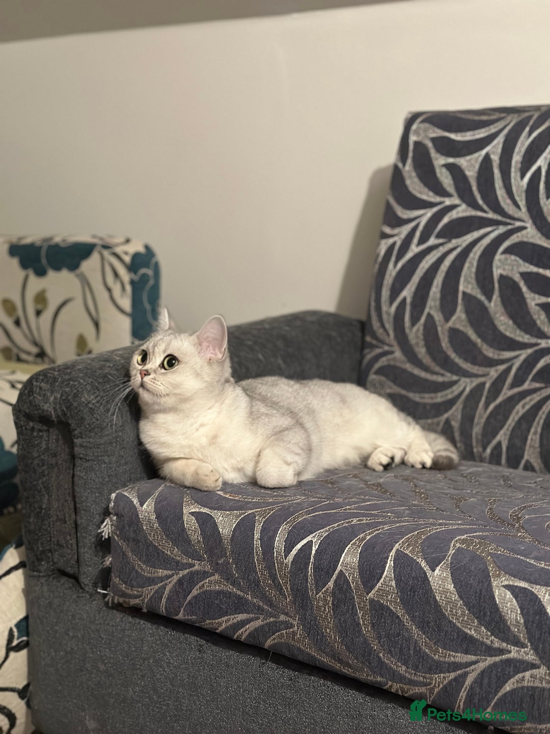 British Shorthair cats for sale: British short hair - silver shaded female - Image 3