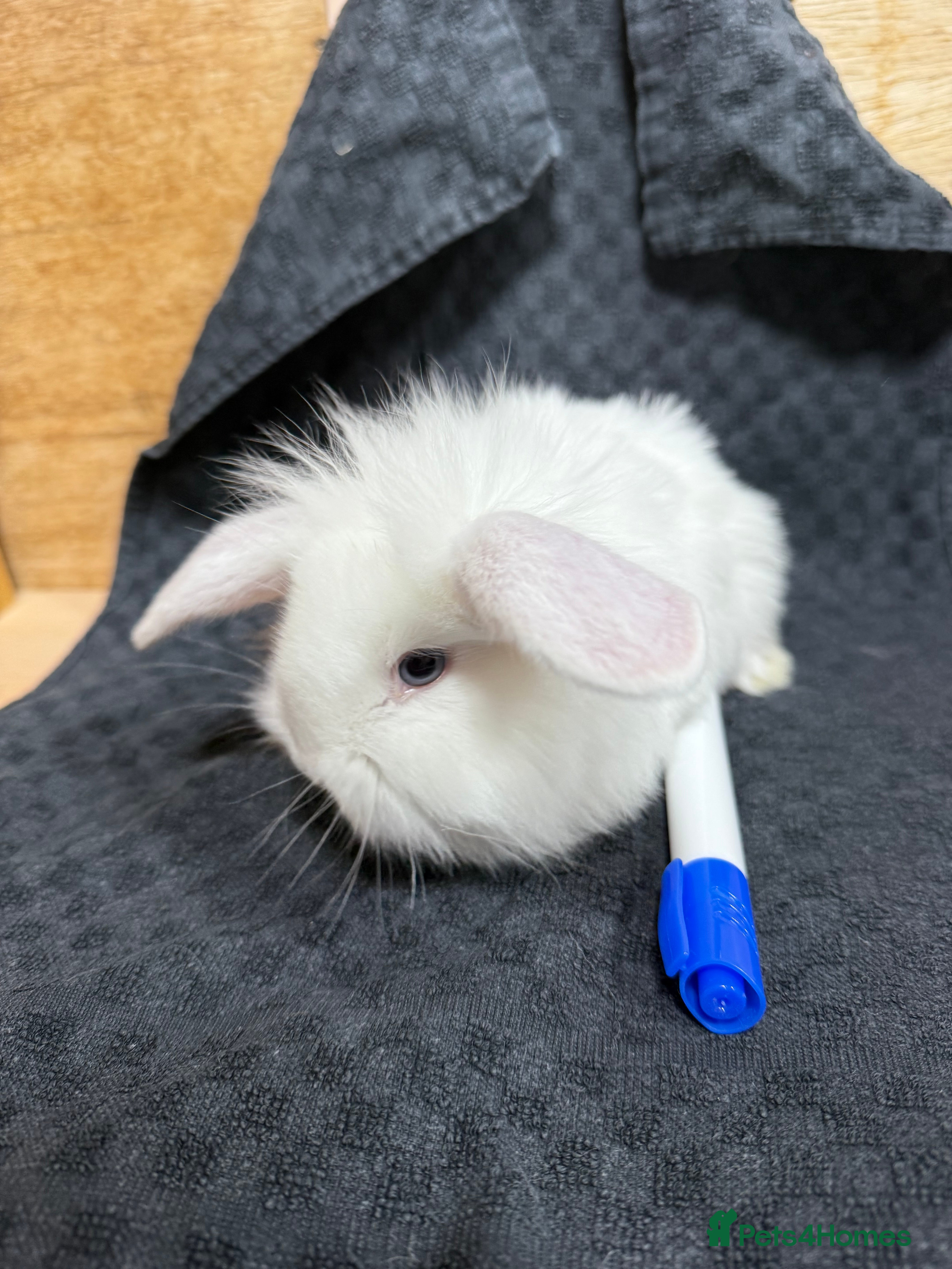 Mixed Breed rabbits Gorgeous Baby Mini Lion Lops - Advert 13