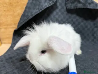 Mixed Breed rabbits Gorgeous Baby Mini Lion Lops - Advert 13