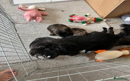 Griffon Bruxellois dogs for sale: Griffon Bruxellois Puppies - Image 2
