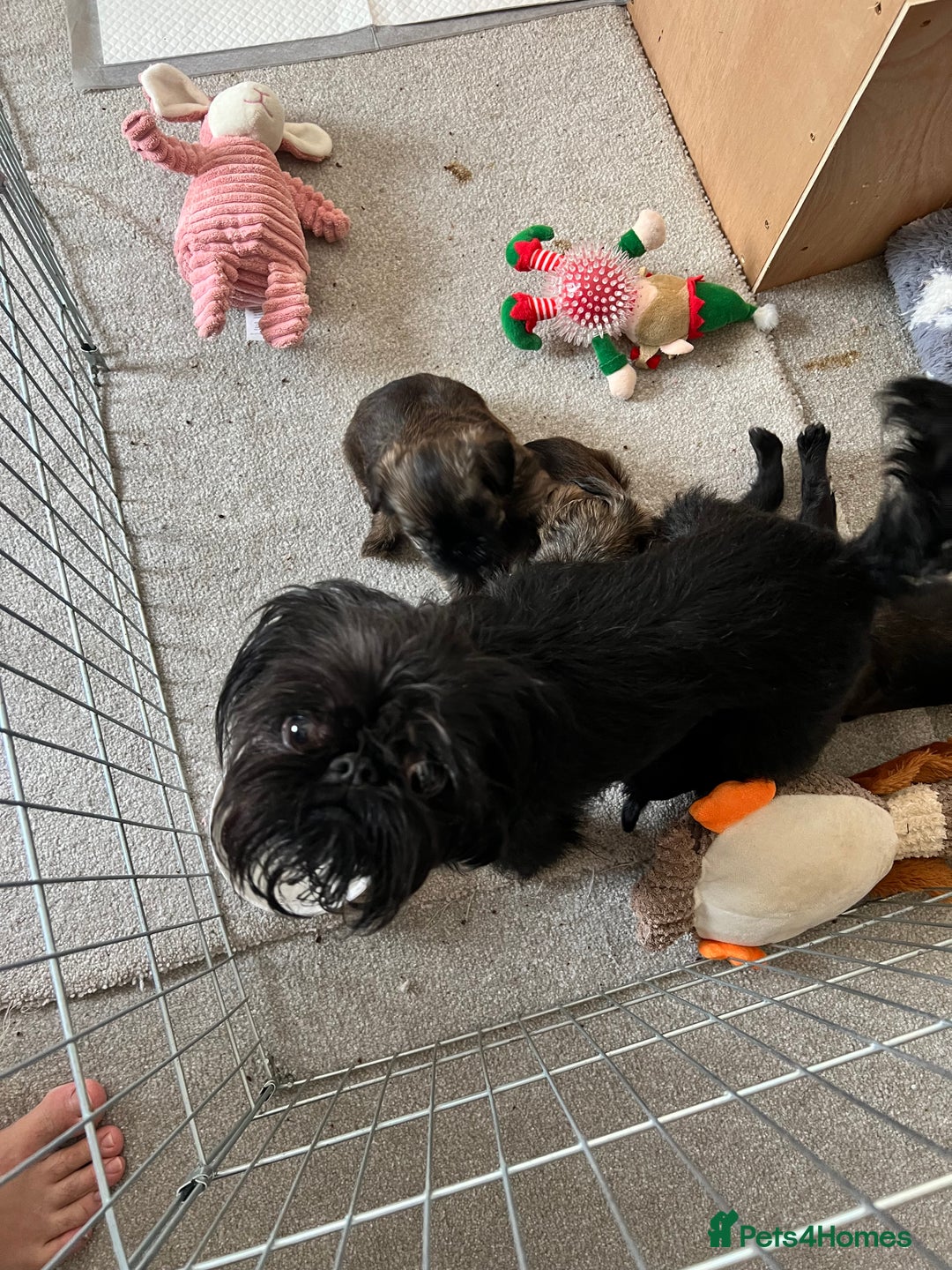 Griffon Bruxellois dogs for sale: Griffon Bruxellois Puppies - Image 2