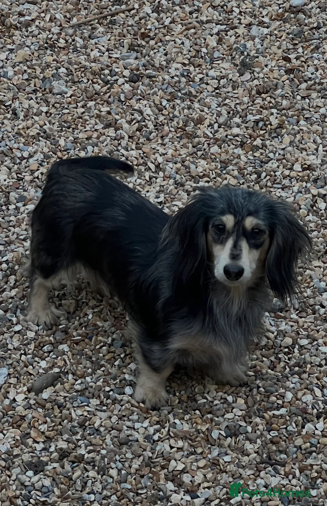 Miniature Dachshund dogs for sale: KC registered miniature dachshund boy longhaired - Advert 2