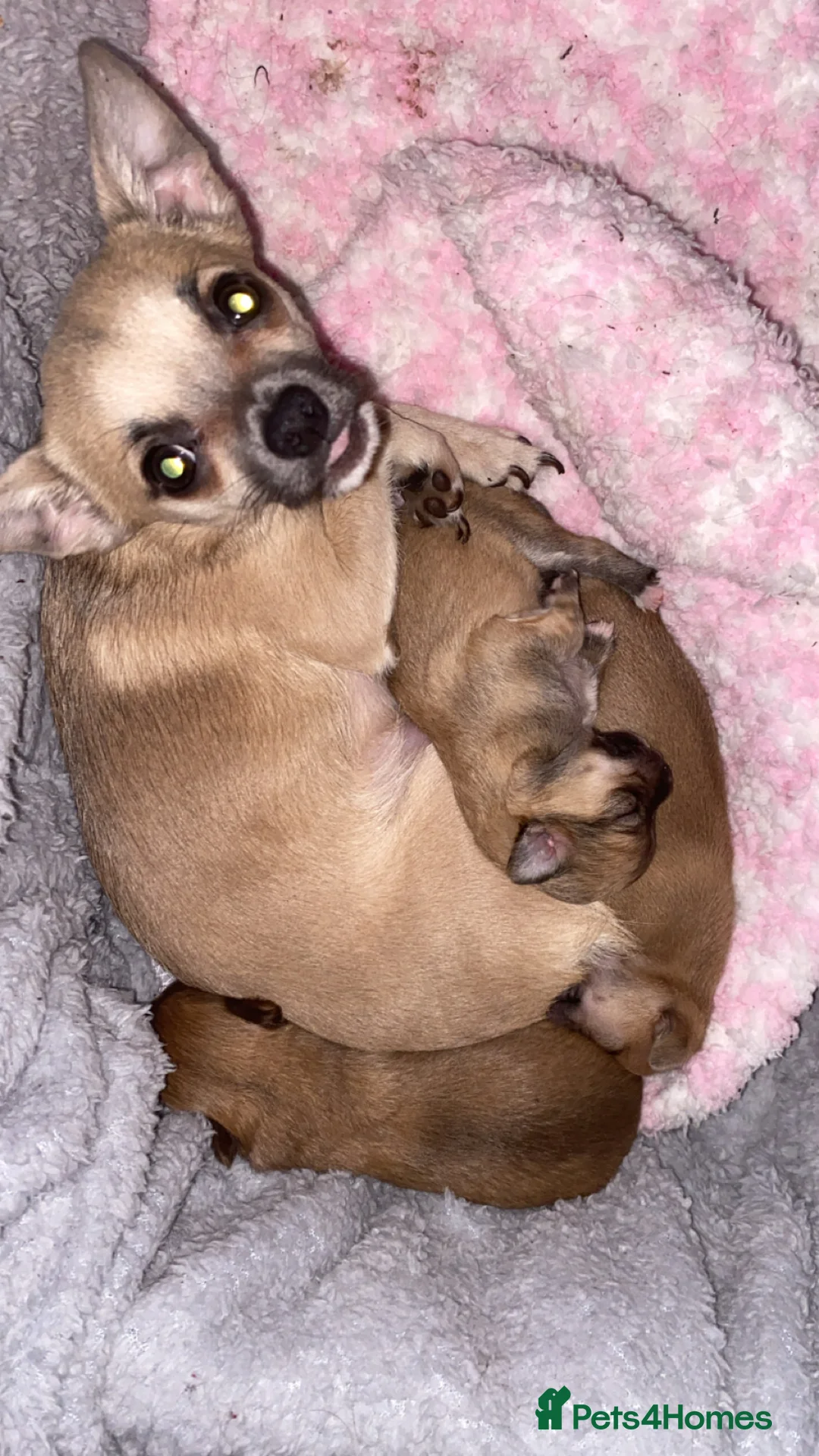 Chihuahua dogs for sale: Light Chocolate chihuahua puppy!  - Advert 6