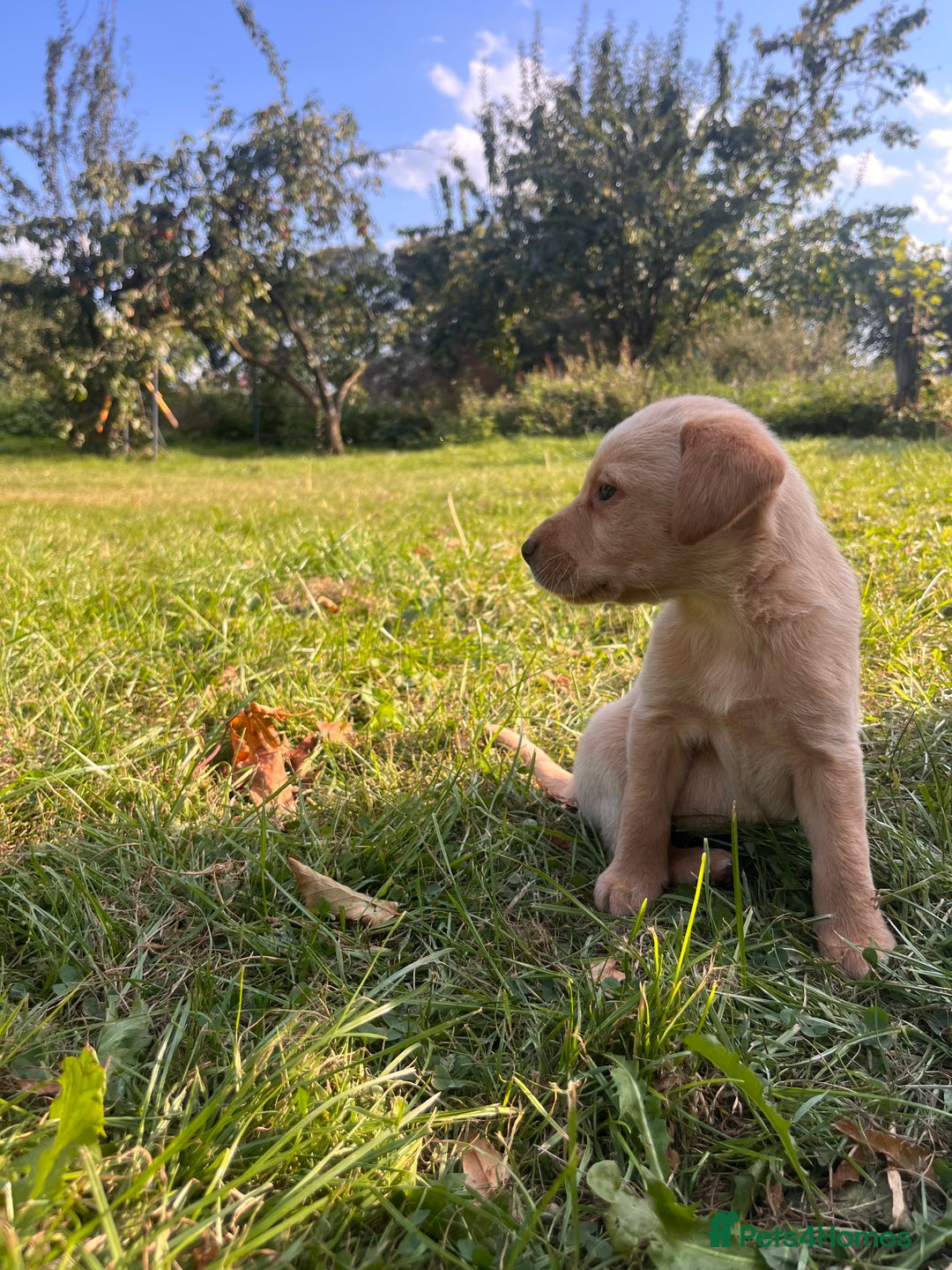 Labrador Retriever dogs for sale: Stunning Labrador puppies - Image 4