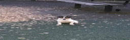Jack Chi dogs for sale: Jackawawa pups  - Advert 3