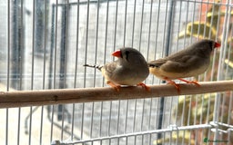 Finches birds for sale: Female zebra finches for sale  - Image 3