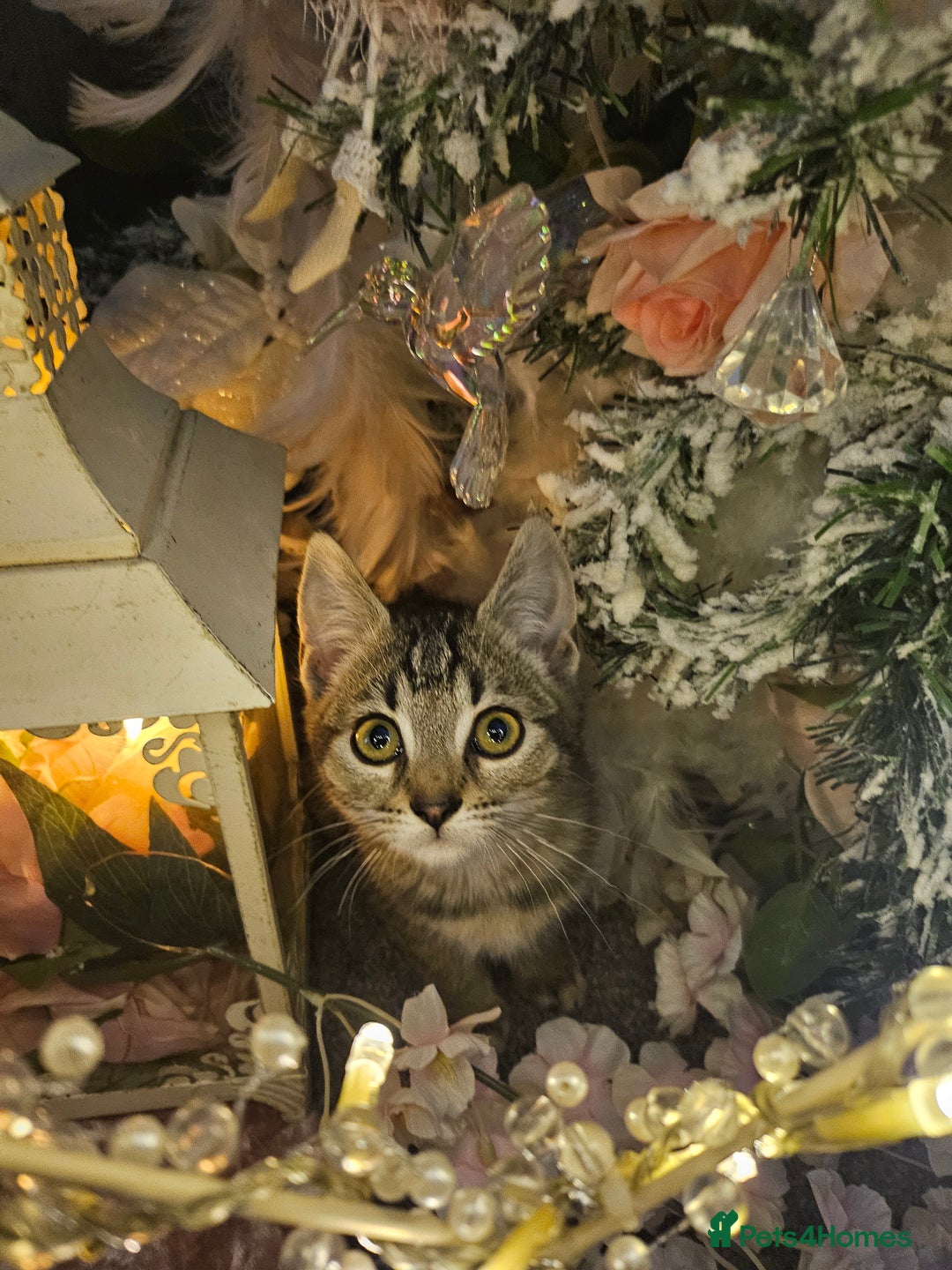 Mixed Breed cats for sale: Precious babies looking for homes - Advert 5