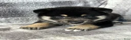 Japanese Shiba Inu dogs for sale: Stunning litter one boy three girls  - Advert 1