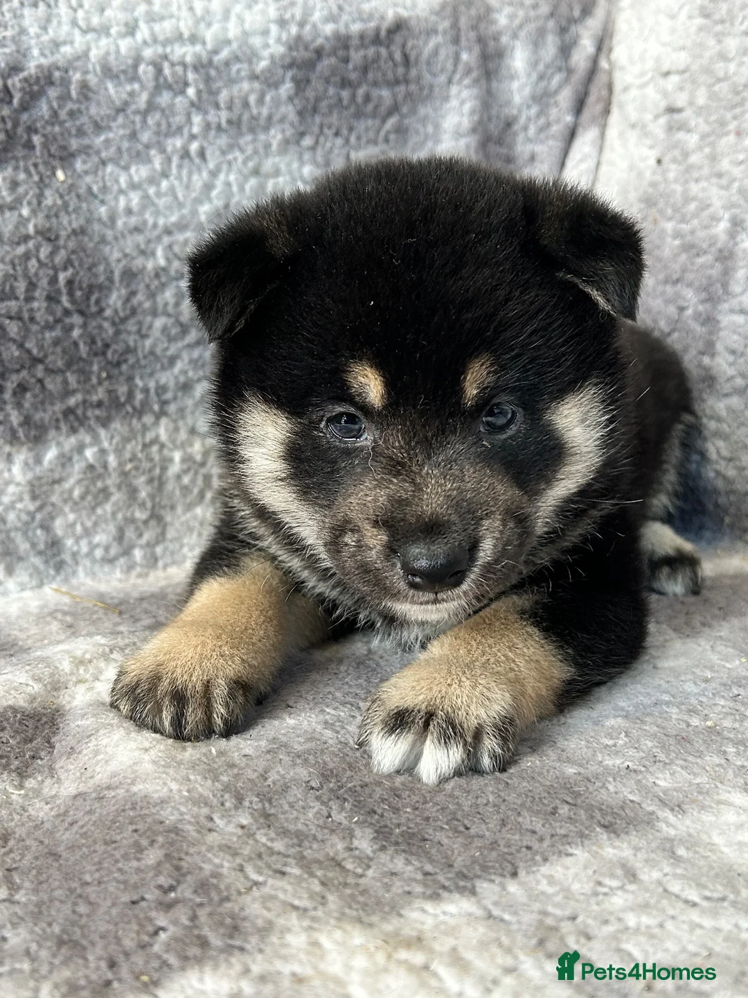 Japanese Shiba Inu dogs for sale: Stunning litter one boy three girls  - Advert 1