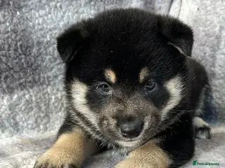 Japanese Shiba Inu dogs Stunning litter one boy three girls - Advert 1