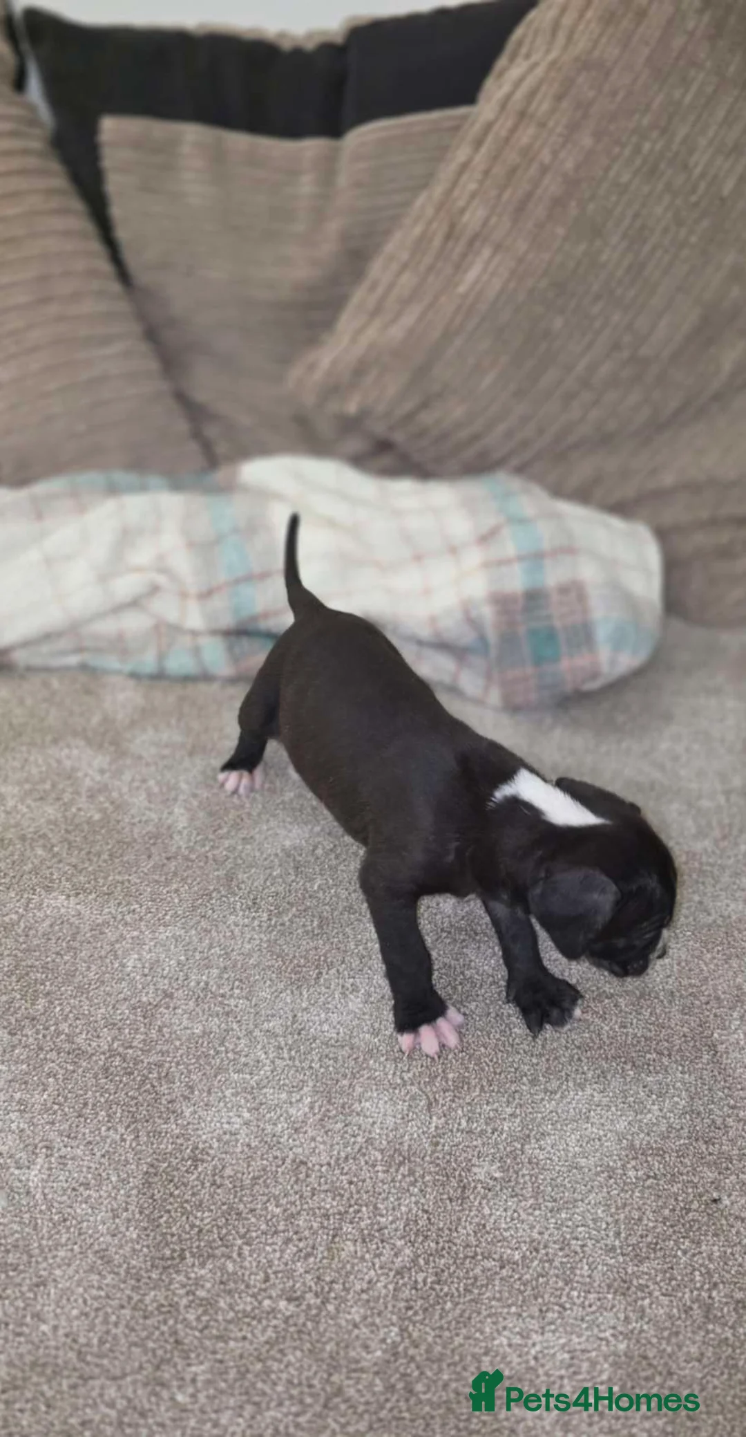 Presa Canario dogs for sale: Dual Purpose Presa Canario Puppies for Homing - Advert 14