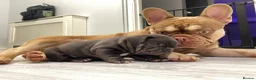 French Bulldog dogs for stud: 🐻 New shade chocolate ROJO 🍫  - Advert 8