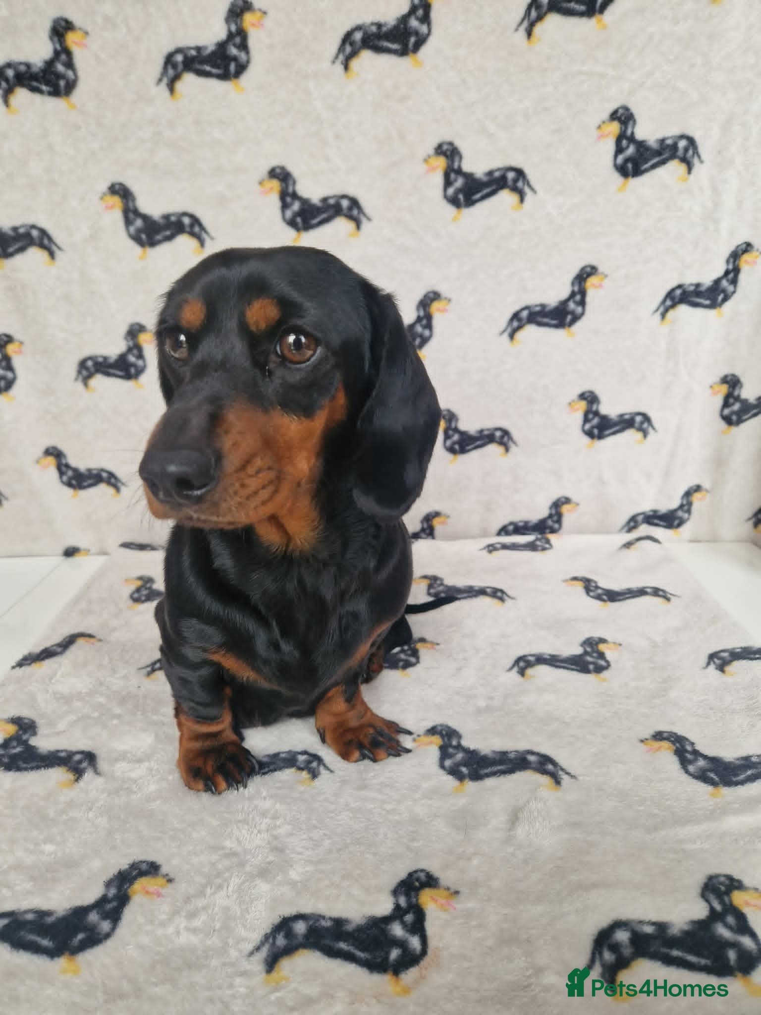 Miniature Dachshund dogs Beautiful home-reared Miniature Dachshund Puppies - Advert 2