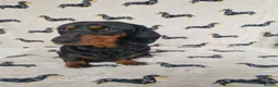 Miniature Dachshund dogs for sale: Beautiful home-reared Miniature Dachshund Puppies - Advert 18