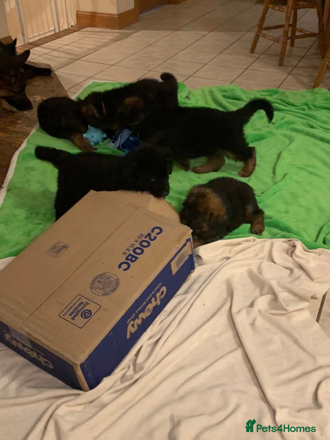 German Shepherd dogs for sale: For sale German Shepherd puppies - Advert 16