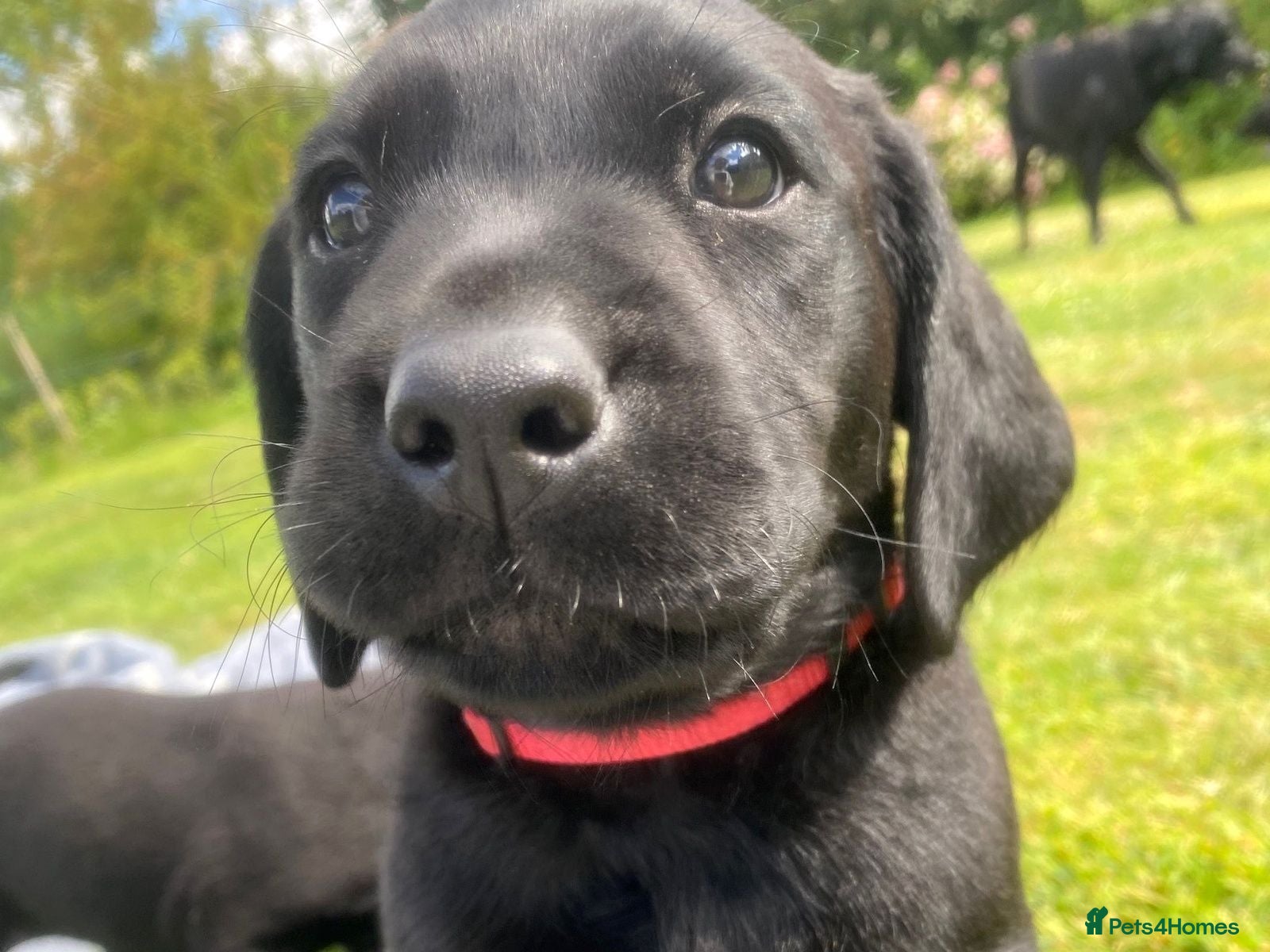 Labrador Retriever dogs Black Labrador Puppy - Loving Family Companion - Advert 1