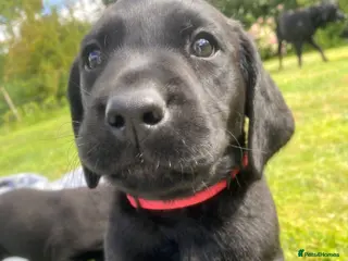 Labrador Retriever dogs Black Labrador Puppy - Loving Family Companion - Advert 1