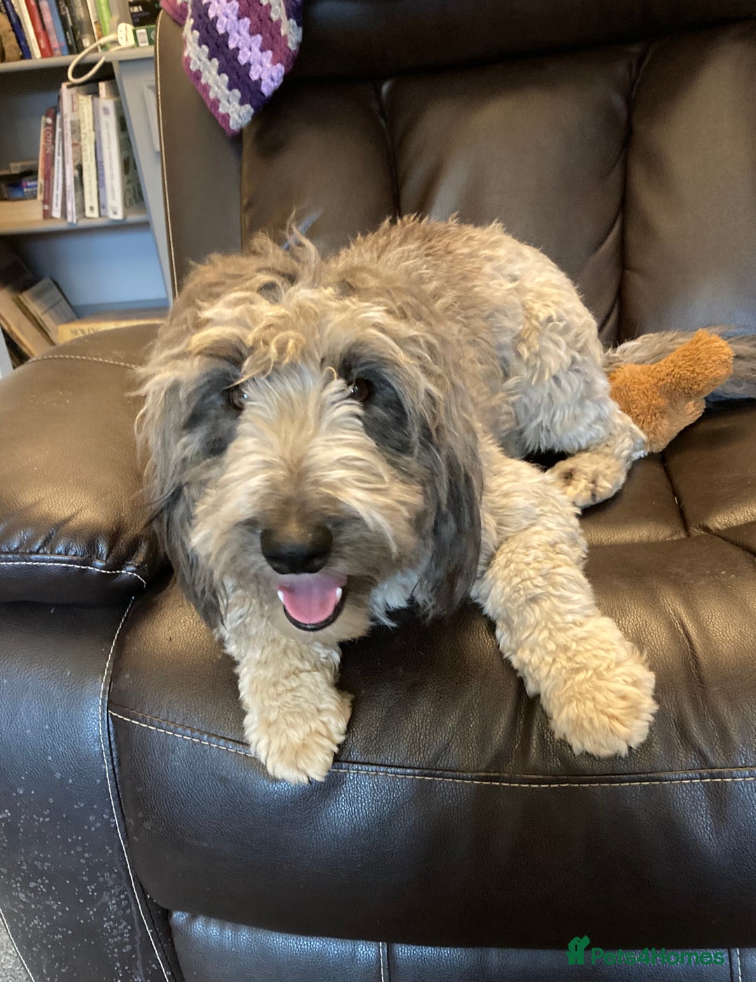 Bordoodle dogs for sale: BORDOODLE  adult neutered female  - Advert 5