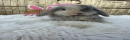 Mini Lop rabbits for sale: Gorgeous Mini Lops ready 22nd September - Advert 2