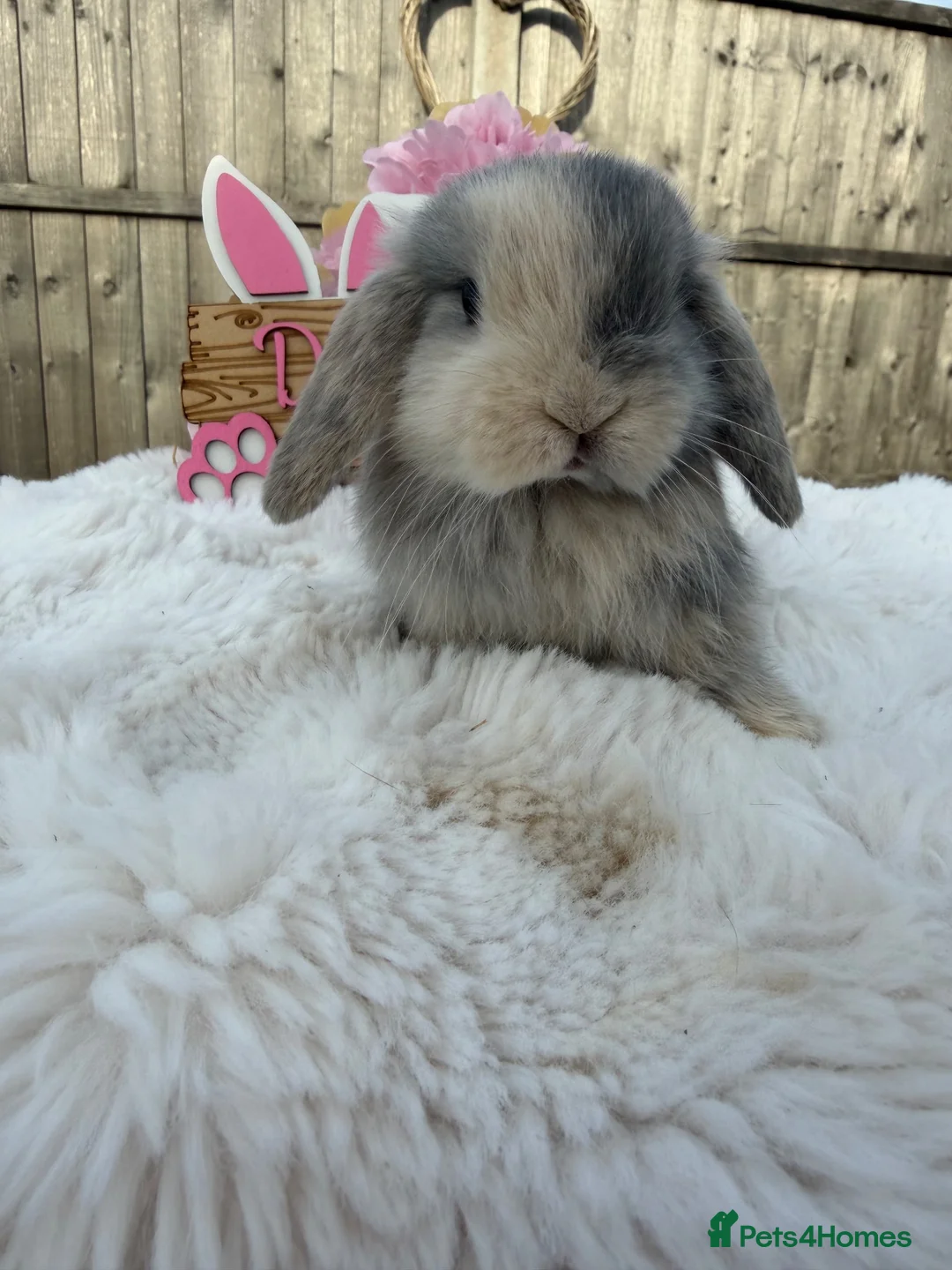 Mini Lop rabbits for sale: Gorgeous Mini Lops ready 22nd September - Advert 2