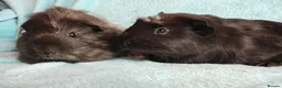 Guinea Pig rodents for sale: Cute pair of boys guinea pigs ready now  - Advert 5