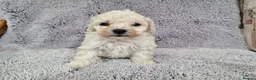 Maltipoo dogs for sale: 2x champion bloodline maltipoos - Advert 6