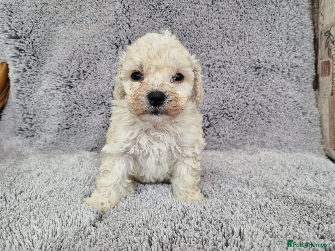 Maltipoo dogs for sale: 2x champion bloodline maltipoos - Advert 6