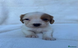Cocker Spaniel dogs for sale: Beautiful kc registered cockerspaniel puppies  - Image 24