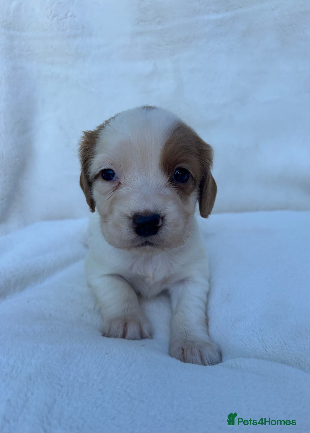 Cocker Spaniel dogs for sale: Beautiful kc registered cockerspaniel puppies  - Image 24