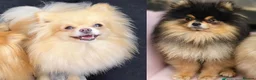 Pomeranian dogs for sale: RUSSIAN CHAMPION KC FEMALE POMERANIAN  - Advert 1