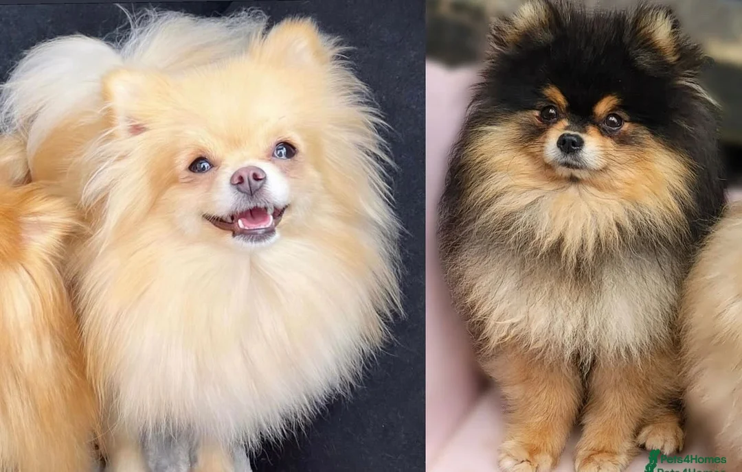 Pomeranian dogs for sale: RUSSIAN CHAMPION KC FEMALE POMERANIAN  - Advert 1