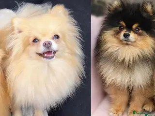 Pomeranian dogs RUSSIAN CHAMPION KC FEMALE POMERANIAN - Advert 9