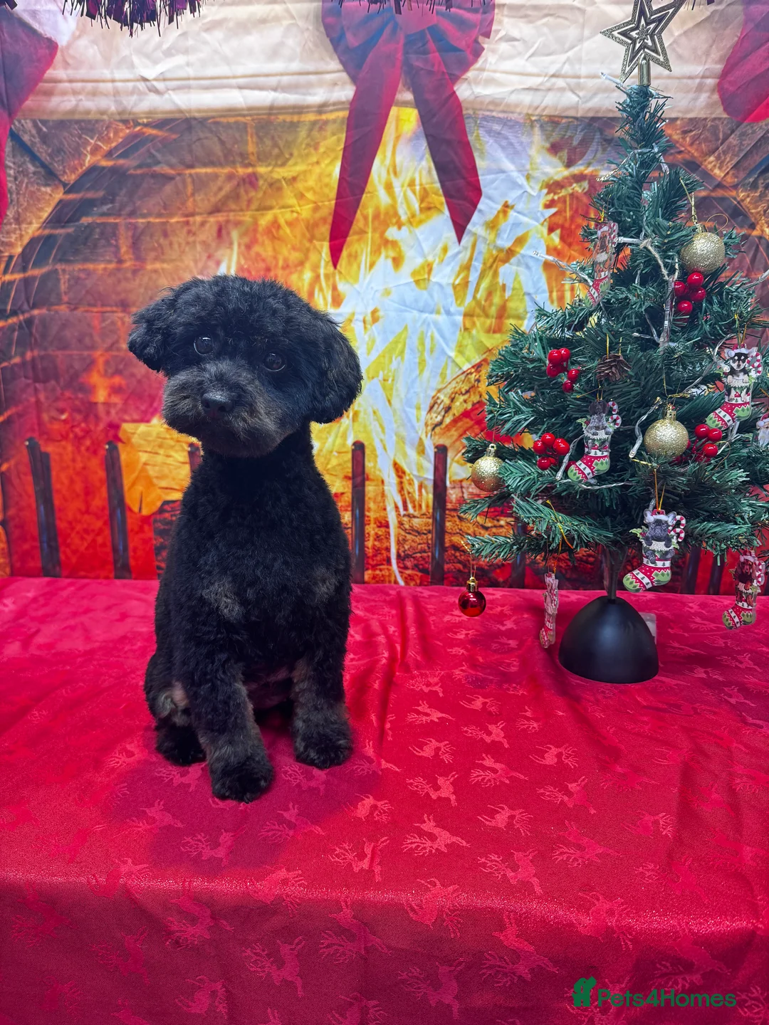 Cavapoo dogs for sale:  ** /TOY MULTI GEN CAVAPOO BOY - Advert 16