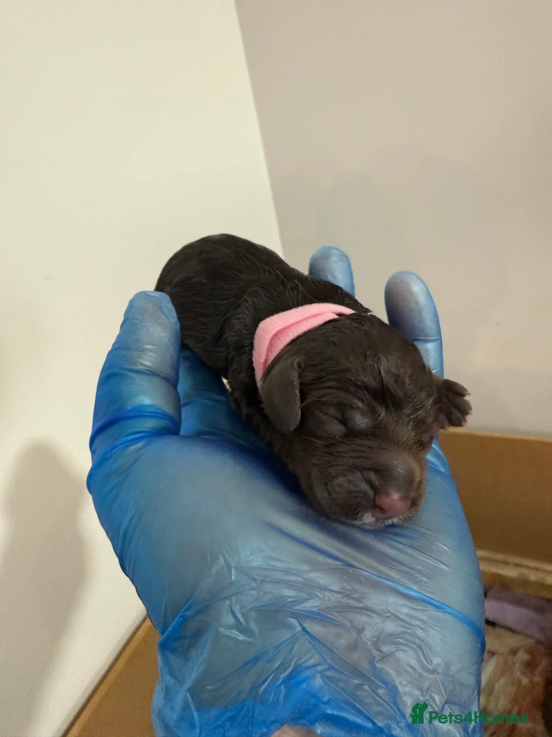 Cocker Spaniel dogs for sale: 3 Cocker Spaniel puppies. AVAILABLE TO VIEW - Advert 9