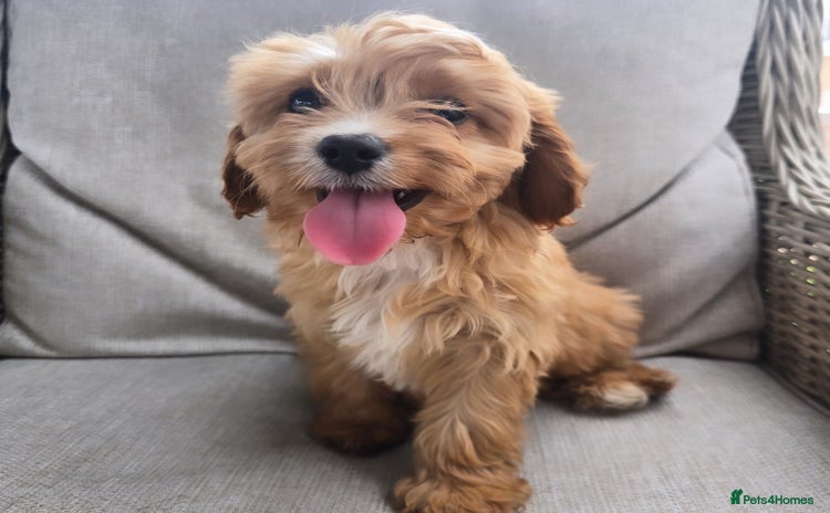 Cavapoo dogs - Advert 15