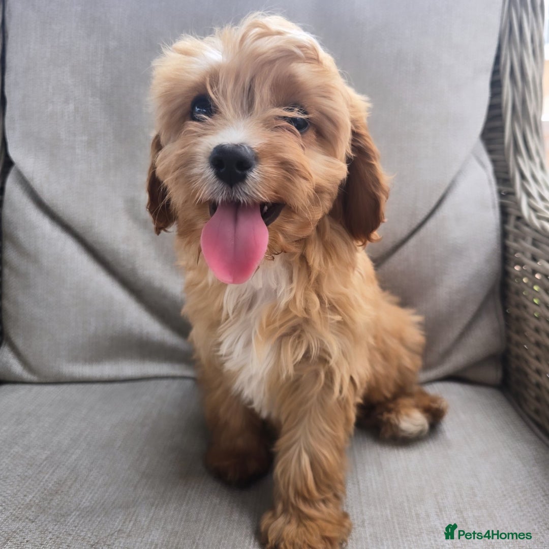 Cavapoo dogs for sale: Cavapoobabiesuk litter has arrived - Image 1